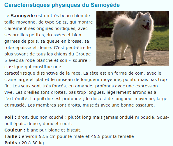 samoyede-texte1.png