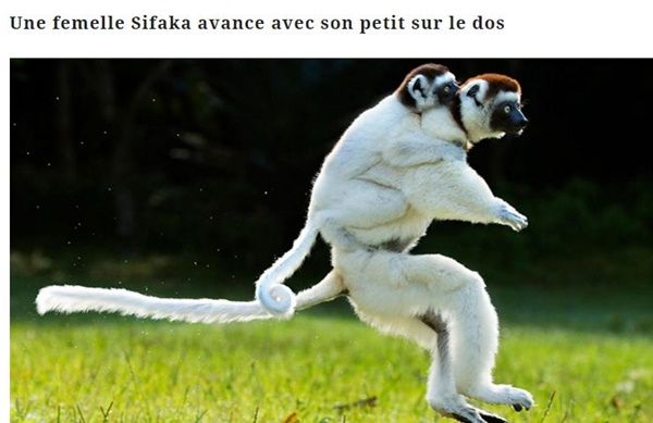 sifaka-et-son-petit-2.jpg