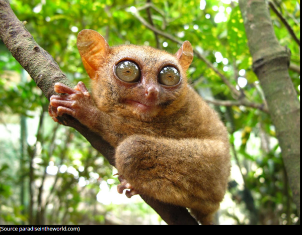 tarsier-photo1.png