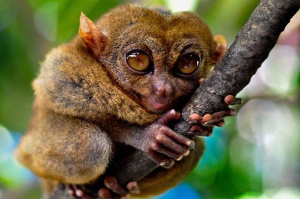 tarsier-photo2.jpg