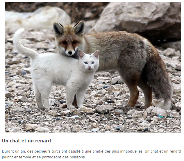 tend-chat-renard-texte.png