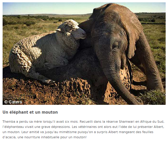 tend-elephant-moutontexte.png