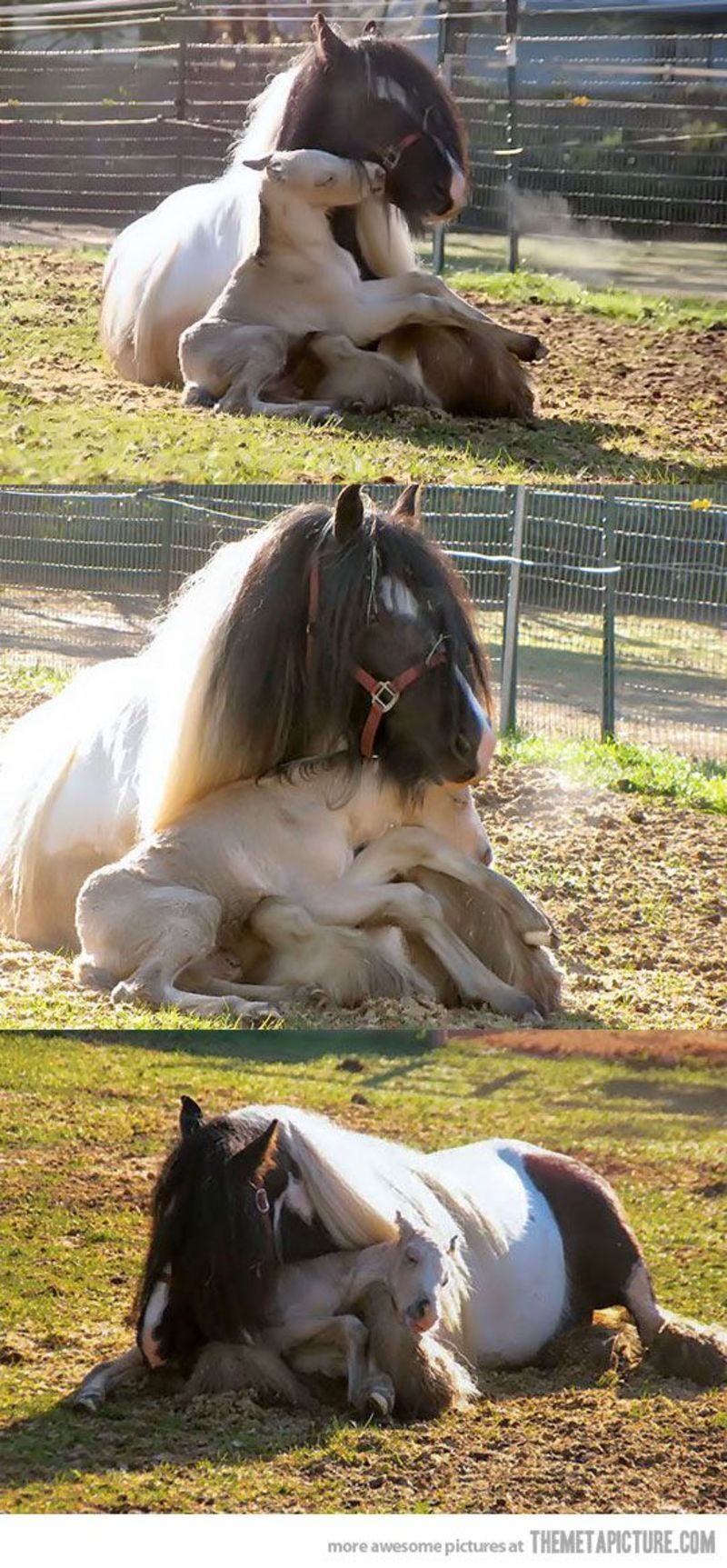 tend-et-chevaux.jpg