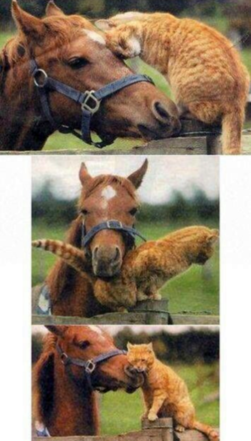 tendresse-cheval-chat.png