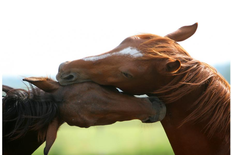 tendresse-chevaux.png