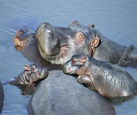 tendresse-famille-hippo.png
