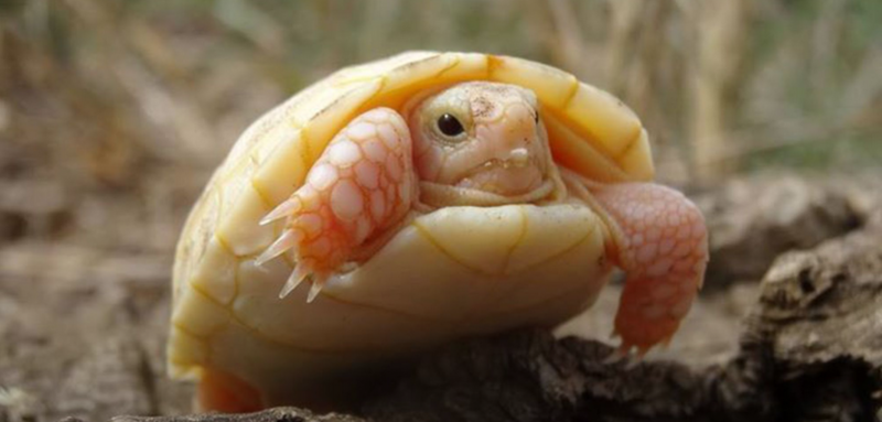 tortue-albinos-photo.png