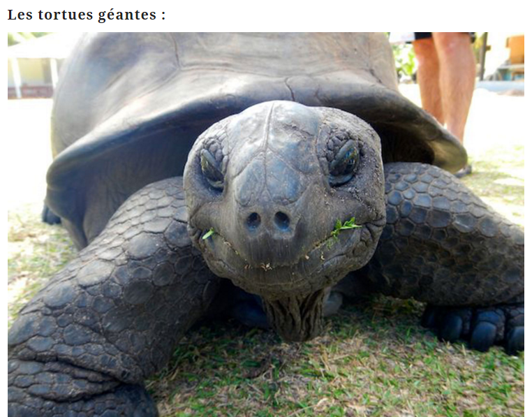 tortue-geante-photo1.png