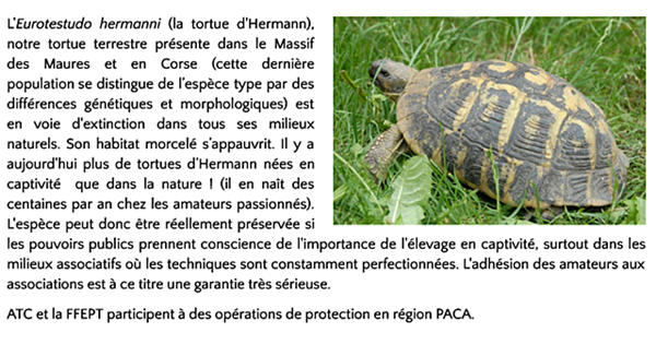 tortue-herman-texte.png