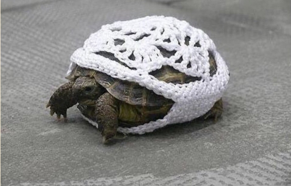 tortue-tricot.png