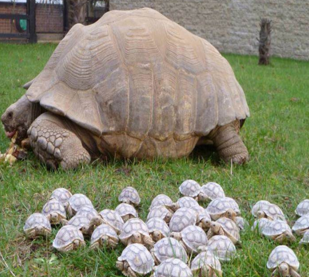 tortues-famille.png