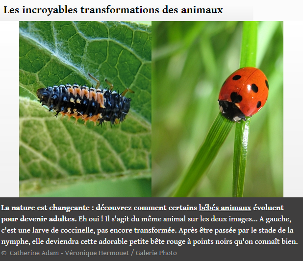 transformation-coccinnelle.png