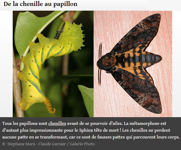 transformation-papillon.png