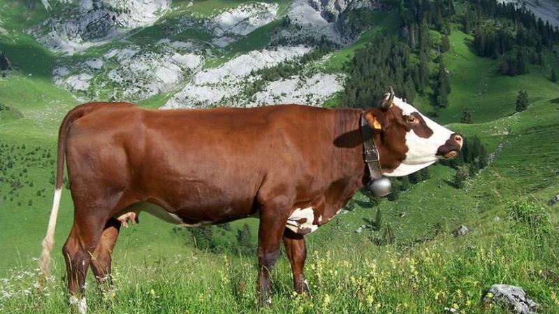 vache-L-Abondance-est-en-Savoie.jpg
