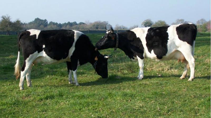 vache-bretonne-pie-noire.jpg