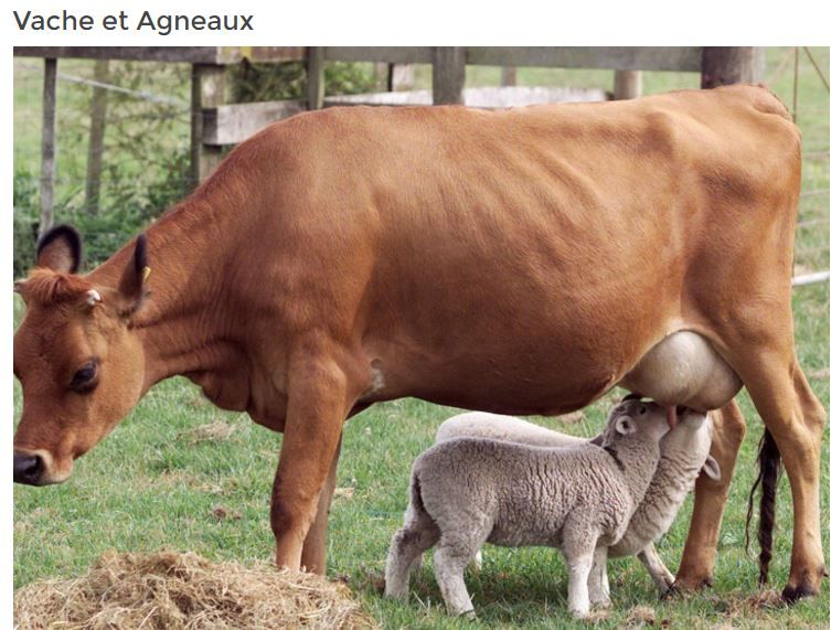 vache-et-agneaux-photo-et-texte.jpg