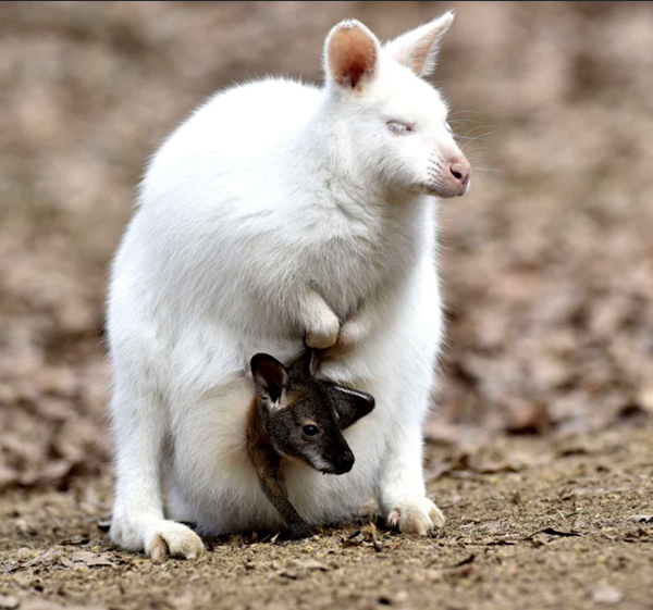 wallaby-albinos.png