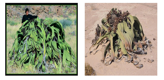 welwitschia-photos.png