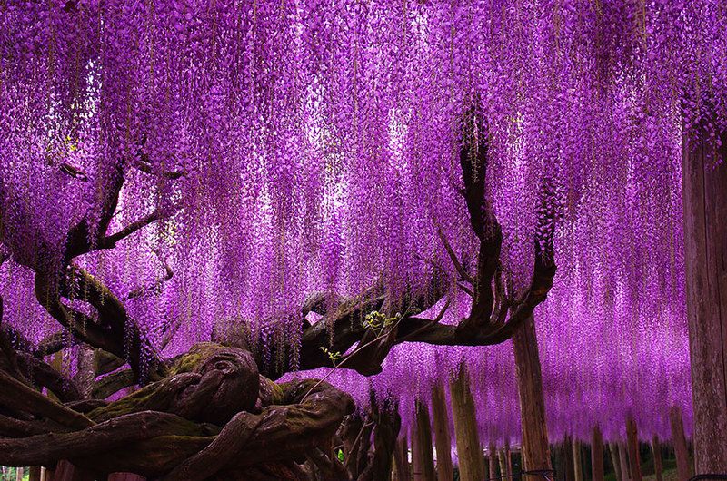 wisteria1.jpg